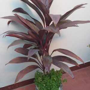 VENDIDA Maceta con planta