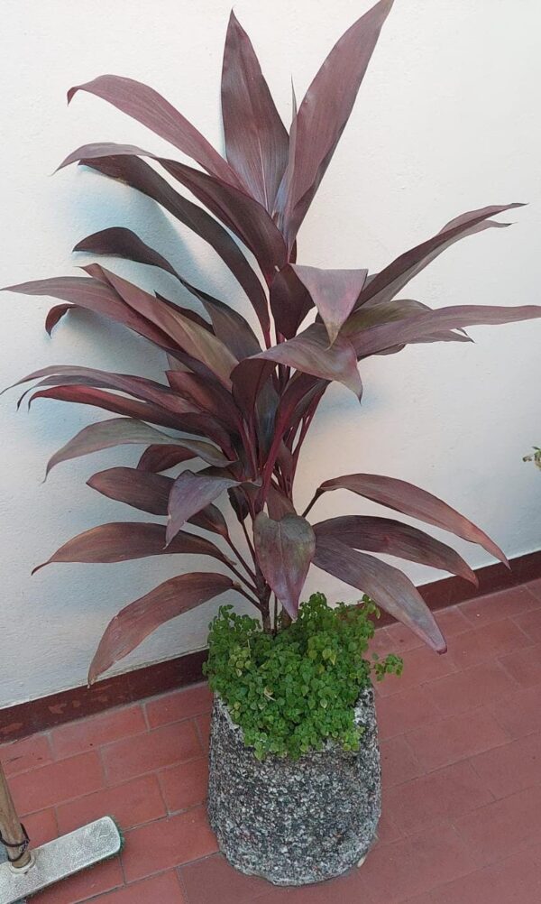 VENDIDA Maceta con planta